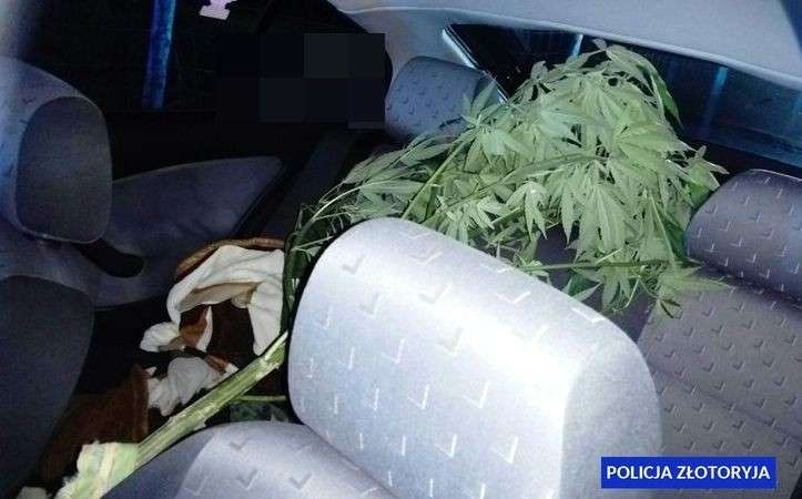Jechali z dwumetrowym krzewem konopi indyjskiej 