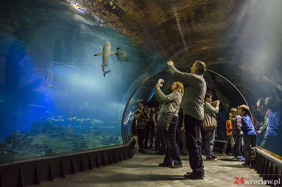 Wieczorne zwiedzanie Afrykarium