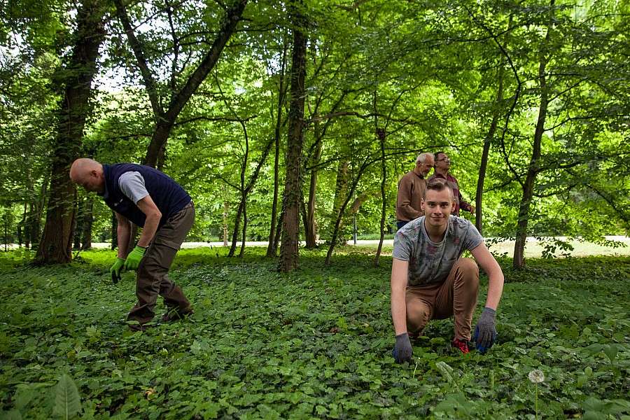 Wyrwij klon – ratuj Park Grabiszyński