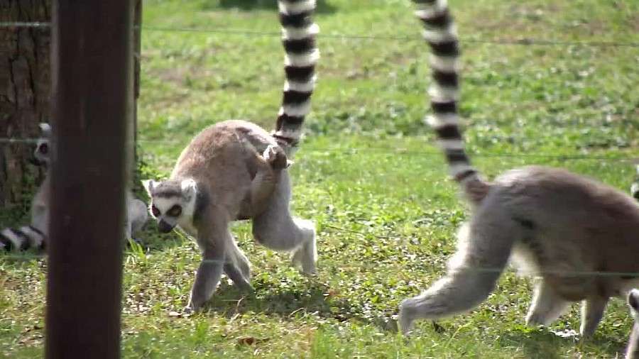 We wrocławskim zoo urodziło się 6 lemurów. Największy waży nie więcej niż 200 g