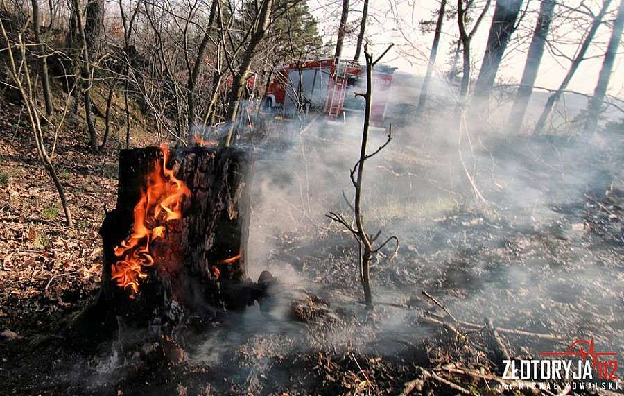 Ogromny pożar lasu. Ogień gasił samolot