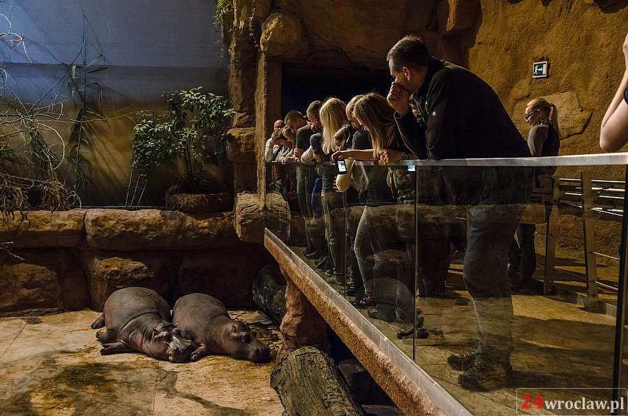 Ostatnie takie wieczorne zwiedzanie Afrykarium