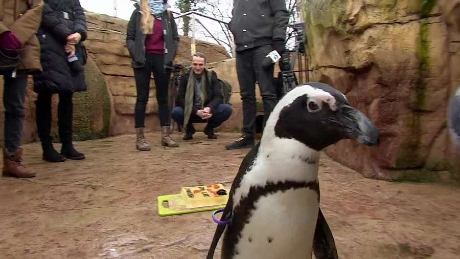 Janush - samica pingwina przylądkowego z wrocławskiego zoo obchodziła 2. urodziny