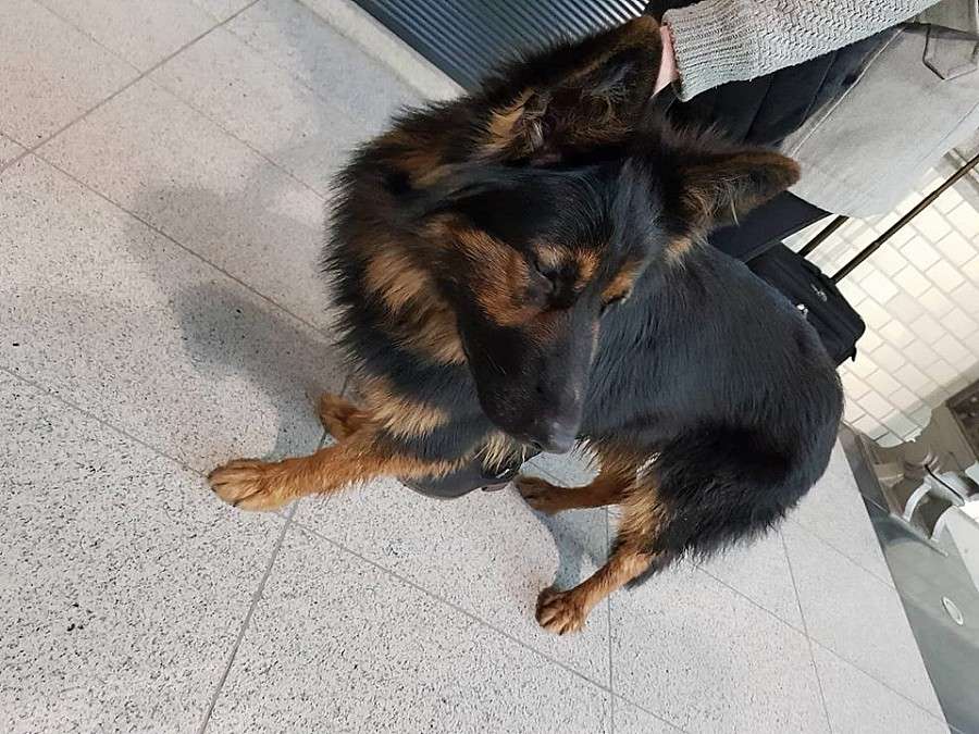 Pies który jeździ koleją