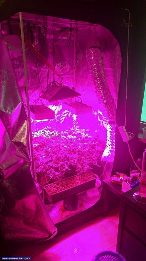 Dzielnicowi zlikwidowali domową plantację marihuany