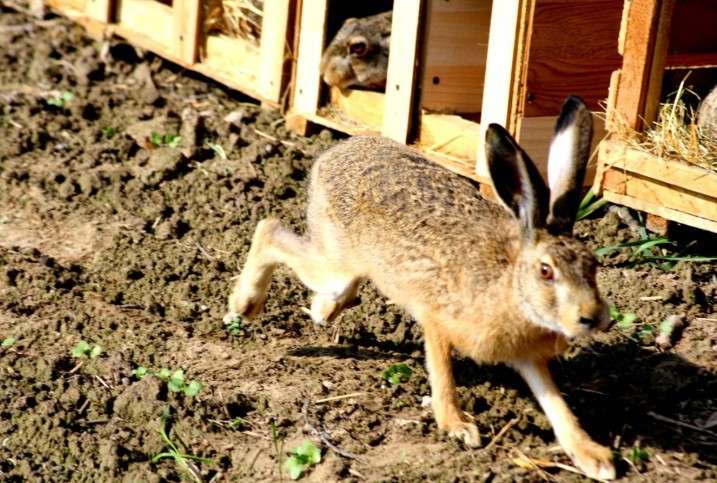Myśliwi wypuścili na wolność zające w okolicach Środy Śląskiej