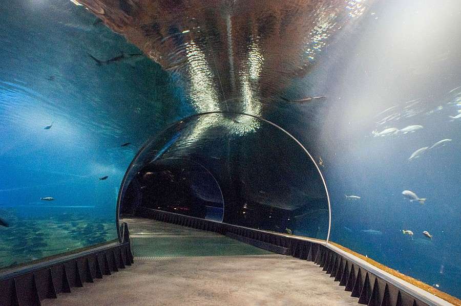 Wieczorne zwiedzanie Afrykarium