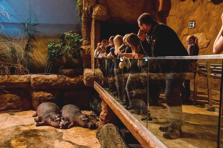 Wieczorne zwiedzanie Afrykarium