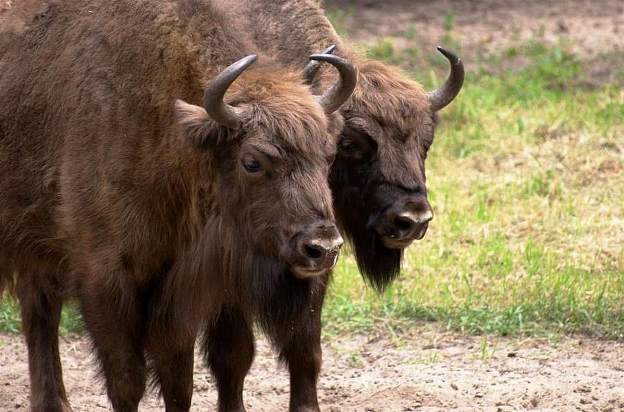 Dzień Żubra we wrocławskim ZOO