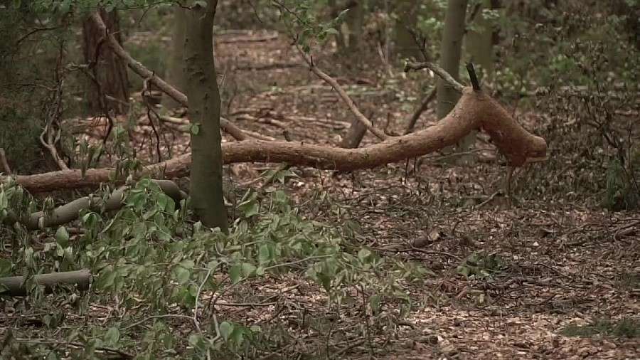 59-letni grzybiarz zmarł w lesie. Karetka nie mogła go znaleźć