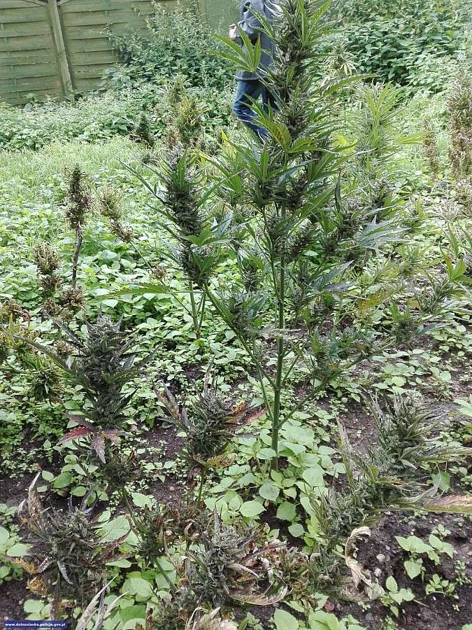21 kilogramów marihuany i plantacja zlikwidowana przez policjantów