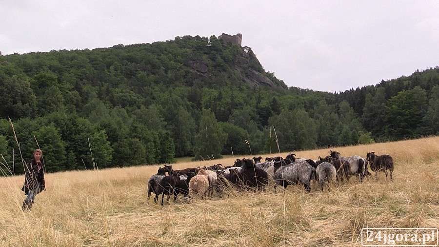 Owce na wypasie w Karkonoszach