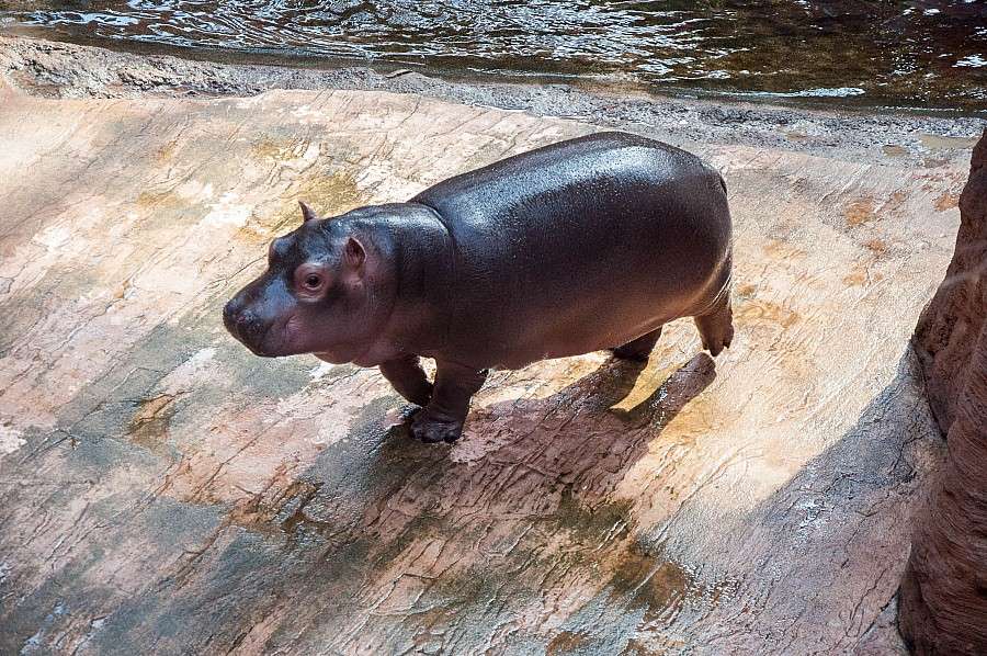 Wieczorne zwiedzanie Afrykarium