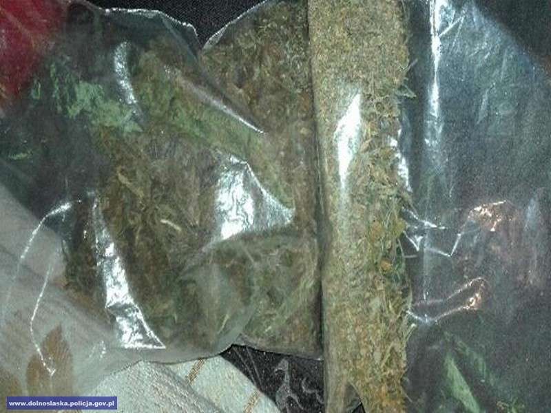 Areszt za prowadzenie plantacji i posiadanie marihuany