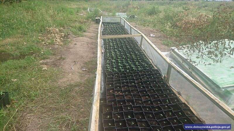 Zlikwidowana plantacja konopi