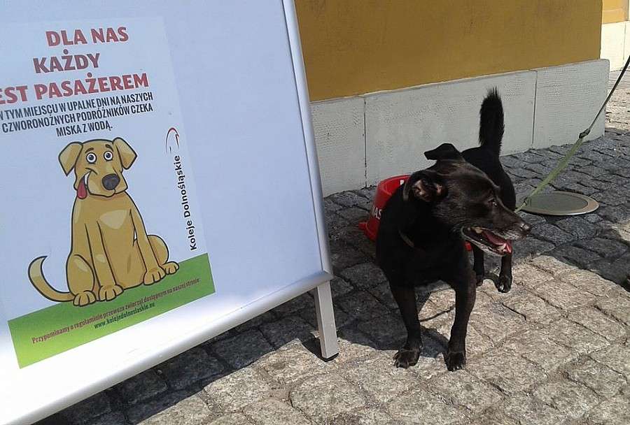 Koleje Dolnośląskie z myślą o czworonożnych pasażerach