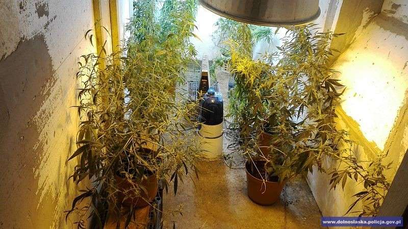 Policjanci zlikwidowali plantację konopi indyjskich