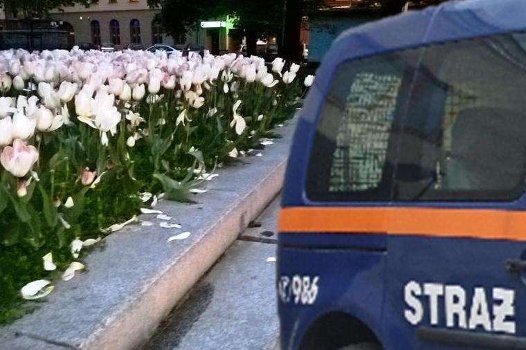 Wyładował złość na tulipanach