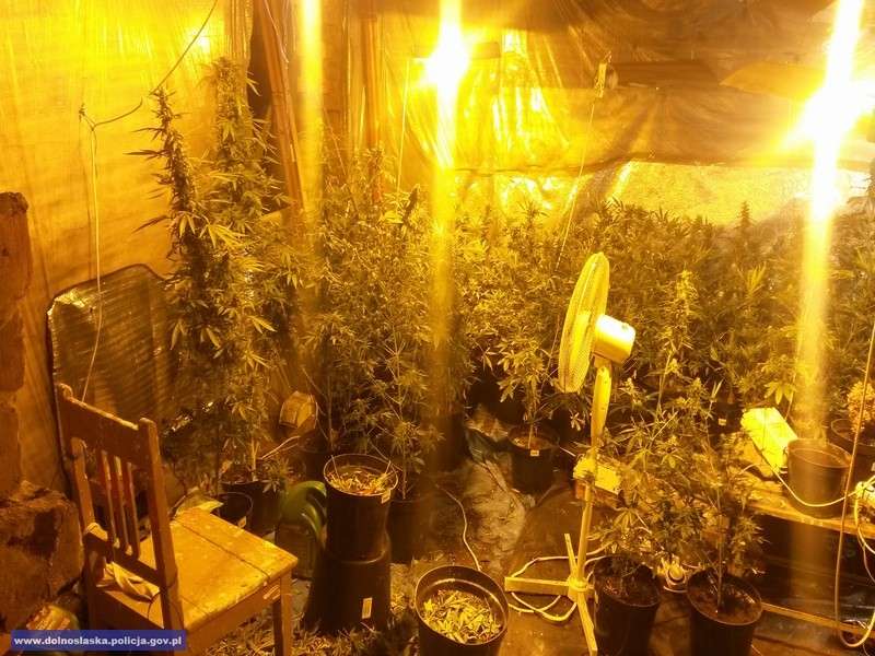 Domowa plantacja ze 112 krzewami konopi i blisko 450 porcji marihuany
