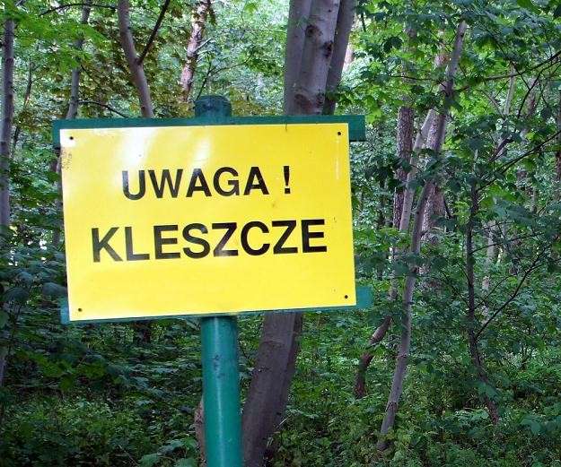 Ugryzienie kleszcza grozi nie tylko boreliozą