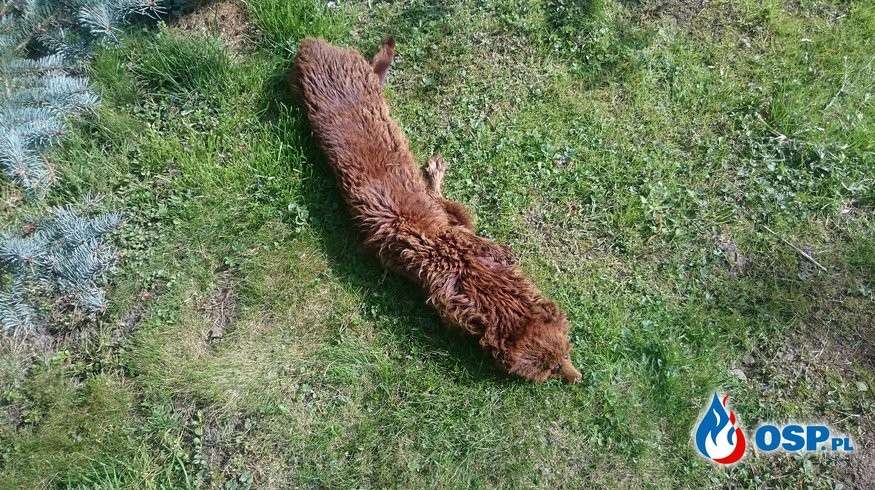 Nietypowa akcja strażaków