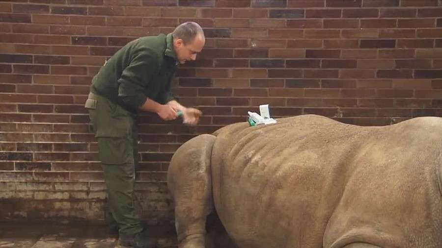 Ucinają rogi nosorożcom w czeskim zoo w obawie przed kłusownikami
