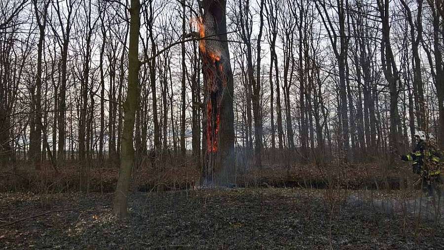 Pożar drzewa w Stradowie 