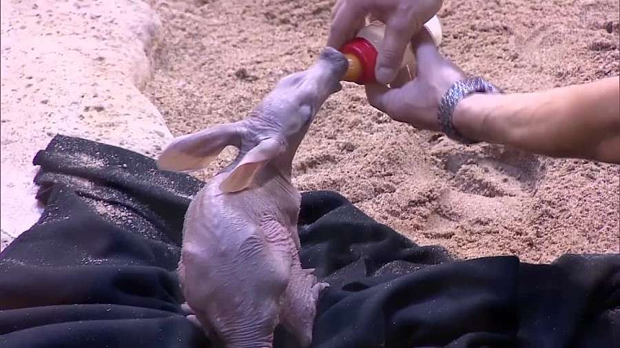 Zagadka z wrocławskiego zoo rozwiązana. Nowe zwierzę to mrównik