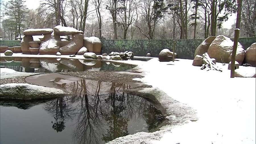 Wrocławskie zoo zamknęło pingwiny w izolatce