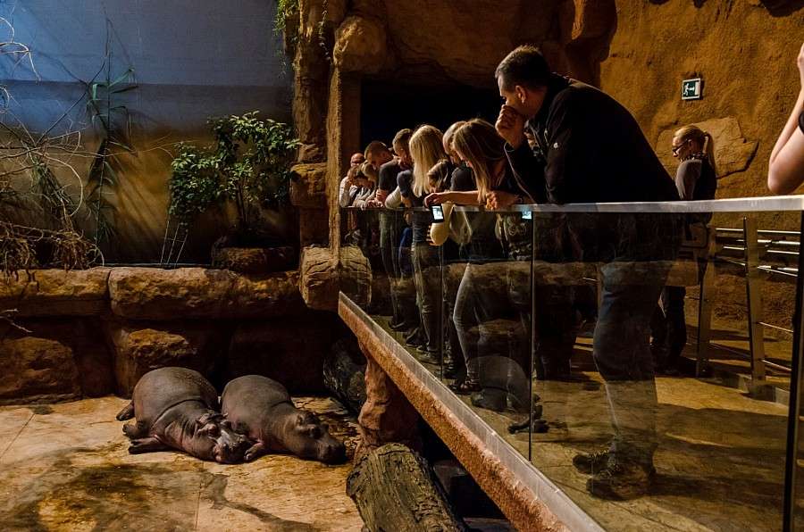 Podaruj voucher do Afrykarium na Święta!
