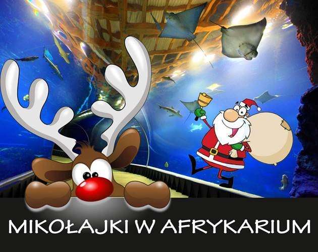 Spędź Mikołajki w Afrykarium!