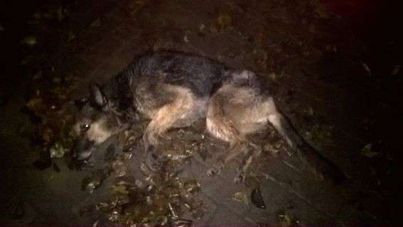Konający pies uratowany w ostatniej chwili