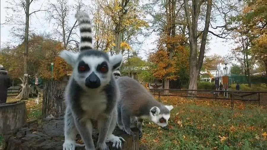 Lemury, rysie, antylopy - wrocławskie zoo ambasadorem zagrożonych gatunków