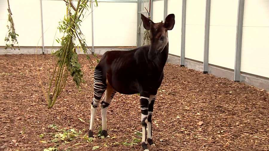 Wrocławskie ZOO zbiera stare telefony żeby ratować okapi.