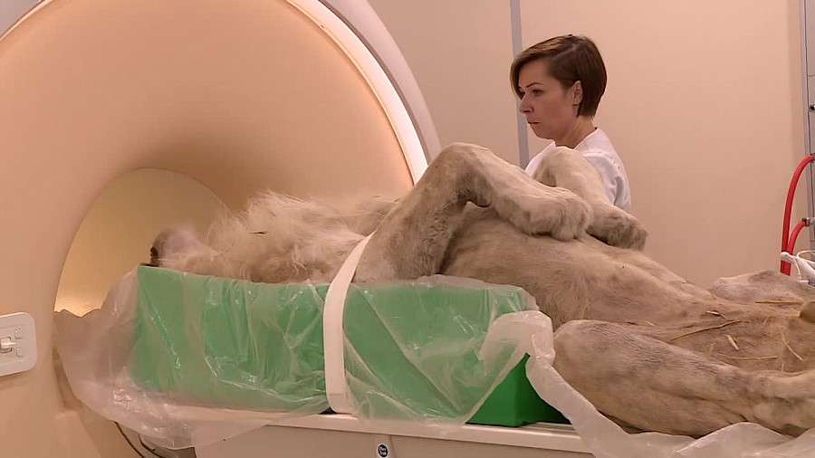 Biały lew przebadany rezonansem magnetycznym. Zwierzę uderzyło głową w konar