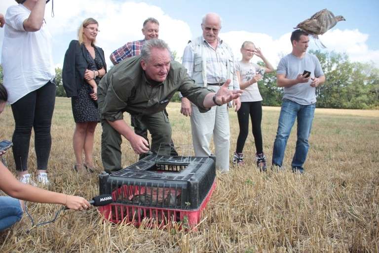 Myśliwi wypuścili na pola kuropatwy