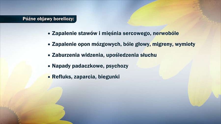 Borelioza – choroba, która ukrywa się i niszczy organizm