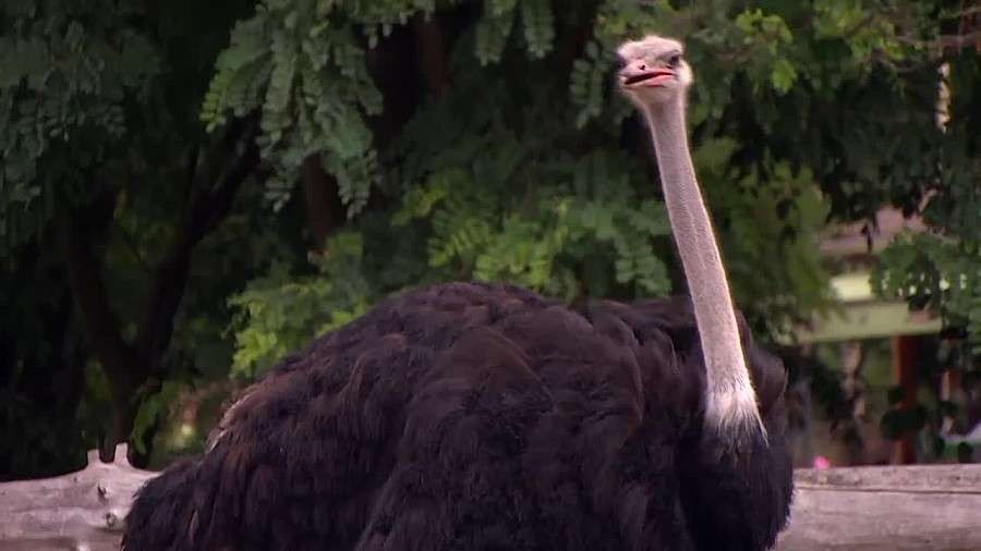 Wrocławskie zoo odwiedził milionowy gość w tym roku
