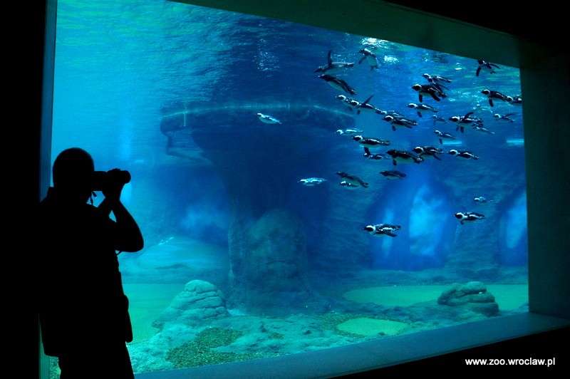 Ostatnia szansa na wyjątkową wycieczkę po Afrykarium