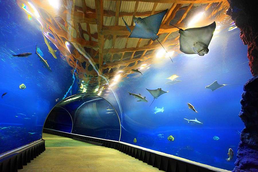 Afryka na wyciągnięcie ręki – jedyna taka wycieczka do Afrykarium!