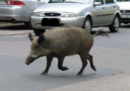 Nasi sąsiedzi z lasu