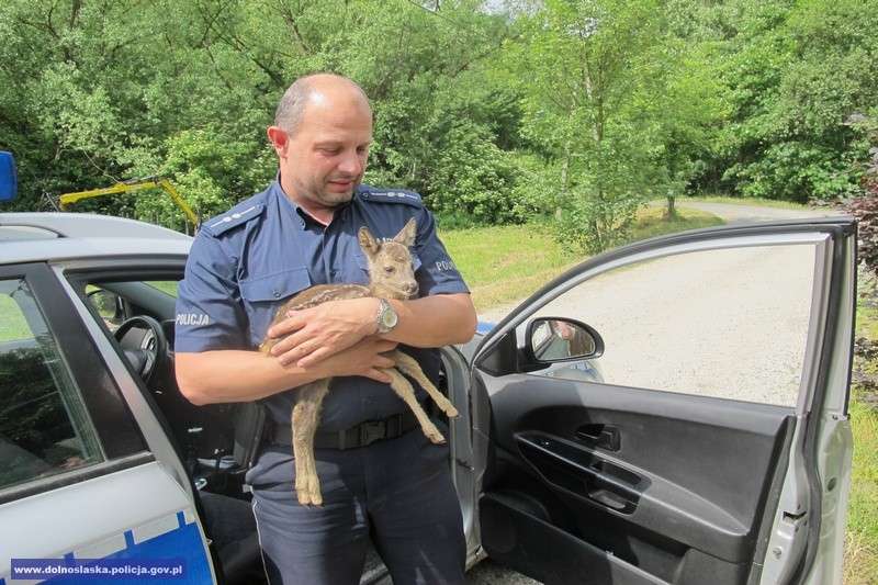 Niecodzienna interwencja policjantów. Mundurowi uratowali małą sarnę (video)
