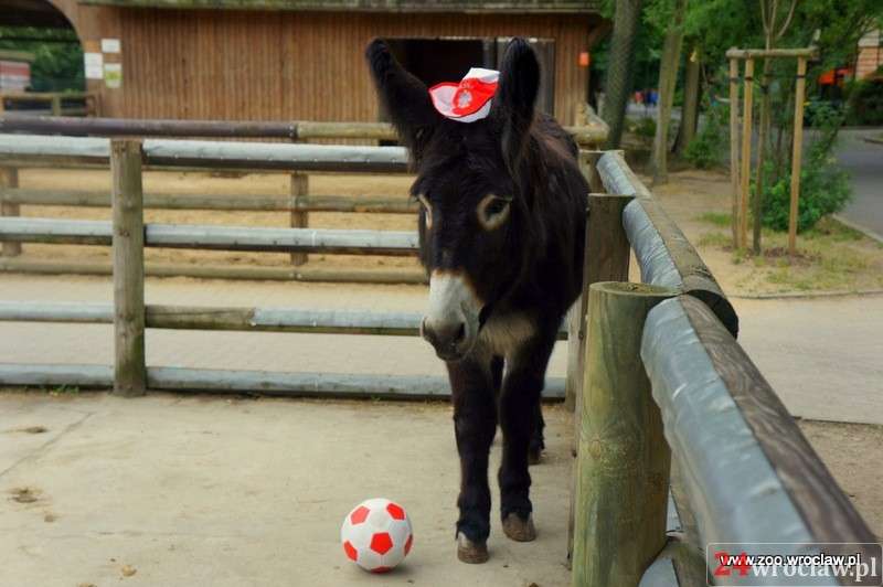 Zidane na żywo typuje wyniki meczu Polska-Irlandia Płn. we wrocławskim ZOO