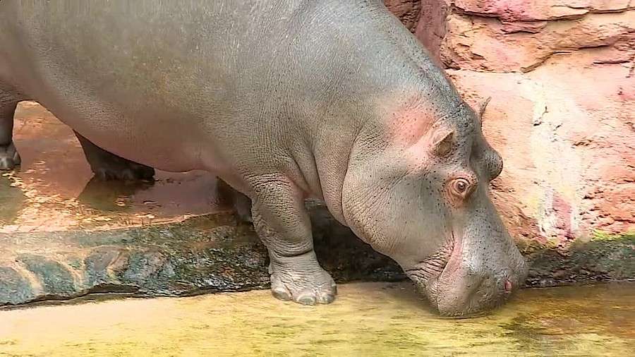 Wrocławskie ZOO ma nowego mieszkańca