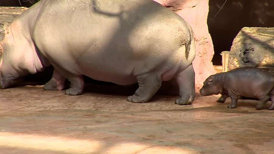 Hipopotamica Zumba z wrocławskiego ZOO przygotowuje się do pierwszego publicznego występu