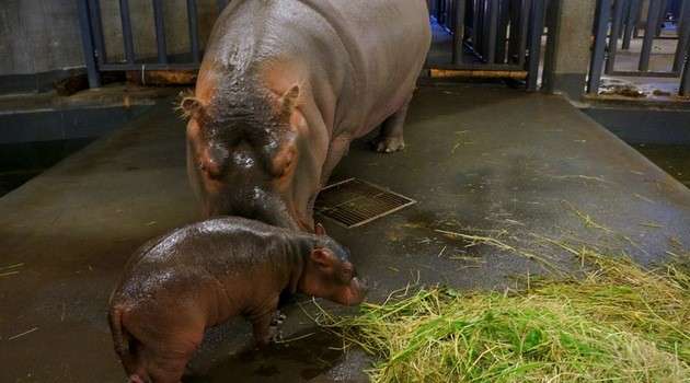 We wrocławskim ZOO urodził się  hipopotam