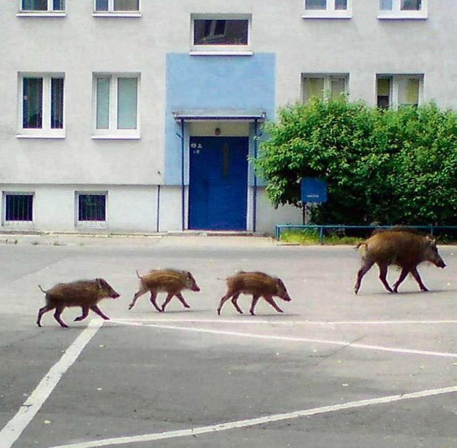 Dzikie zwierzęta - Komunikat