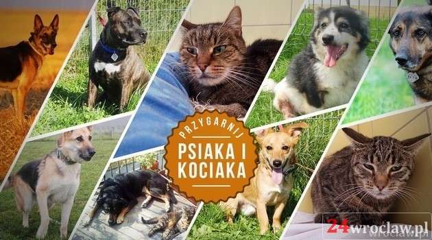 Przygarnij psiaka i kociaka
