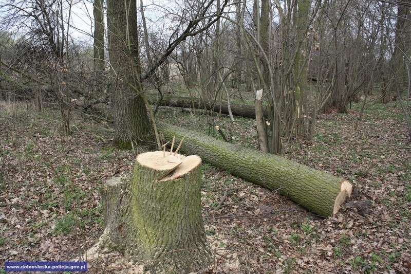 Ukradł drzewo o wartości 20 tysięcy złotych