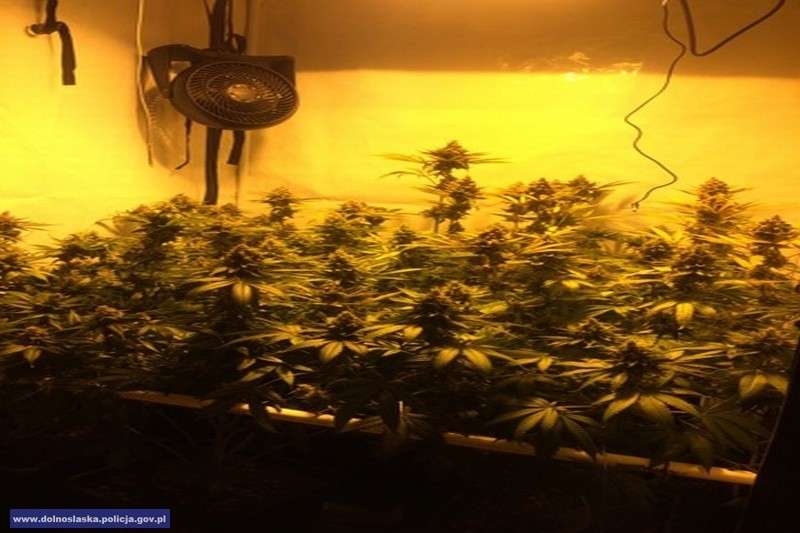 Zlikwidowana plantacja marihuany